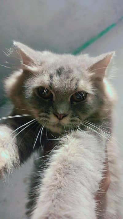 pershian cat so cute cat ha enjoy cat
