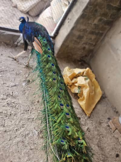 Indian Peacock Pair Breeder| Moor | Moar|Black Shoulder