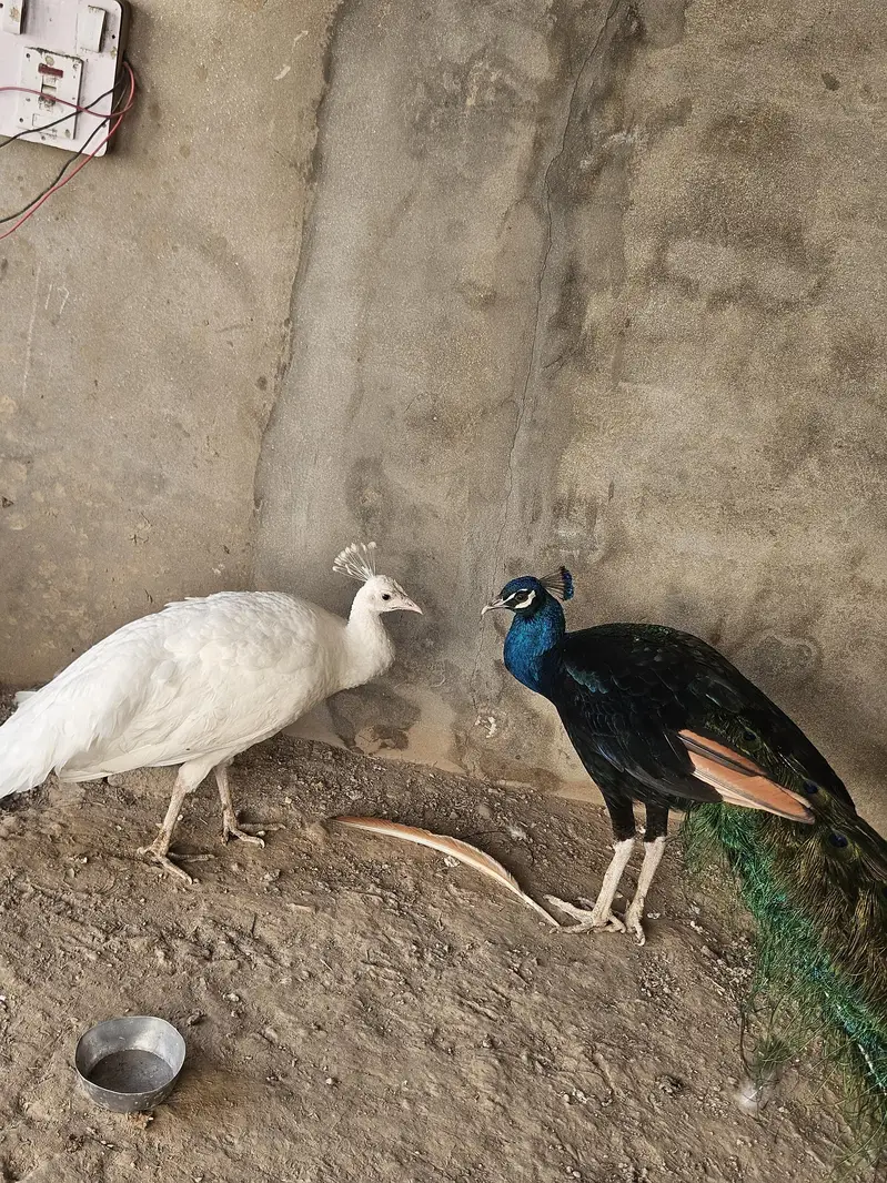 Indian Peacock Pair Breeder| Moor | Moar|Black Shoulder — photo 3