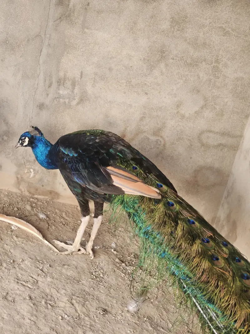Indian Peacock Pair Breeder| Moor | Moar|Black Shoulder — photo 4