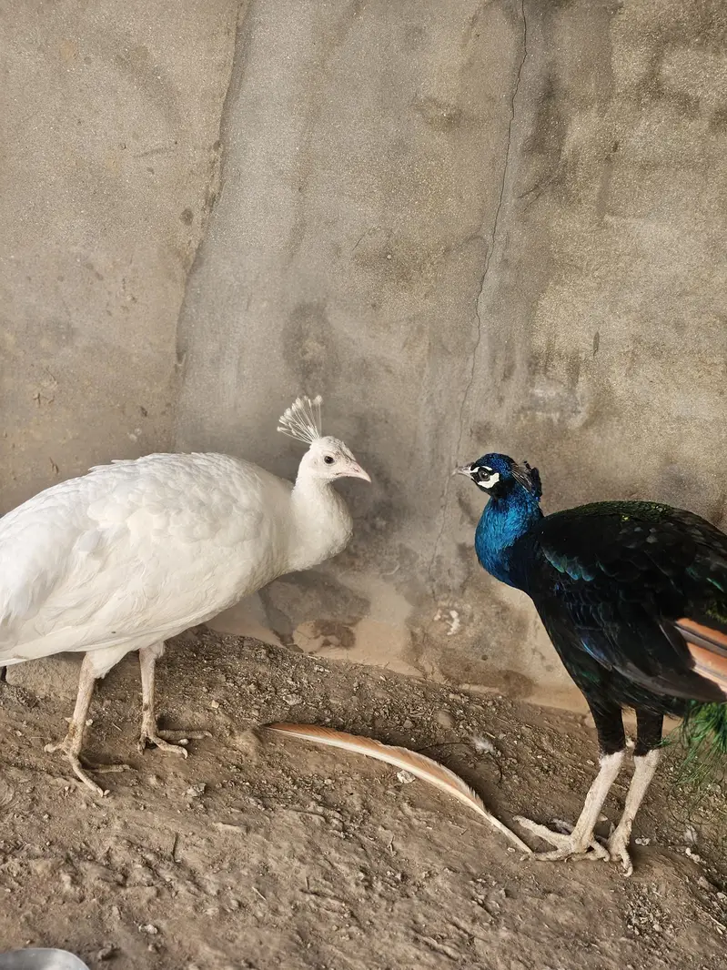Indian Peacock Pair Breeder| Moor | Moar|Black Shoulder — photo 6