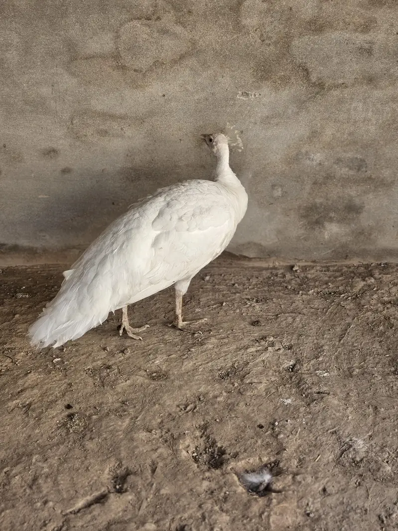 Indian Peacock Pair Breeder| Moor | Moar|Black Shoulder — photo 8