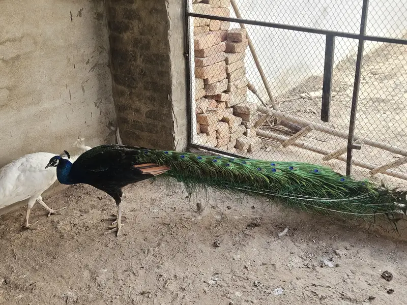 Indian Peacock Pair Breeder| Moor | Moar|Black Shoulder — photo 9