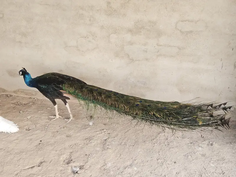 Indian Peacock Pair Breeder| Moor | Moar|Black Shoulder — photo 10