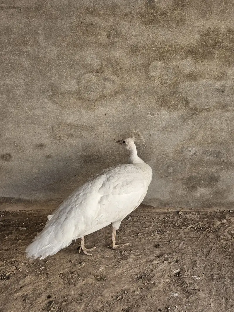 Indian Peacock Pair Breeder| Moor | Moar|Black Shoulder — photo 11
