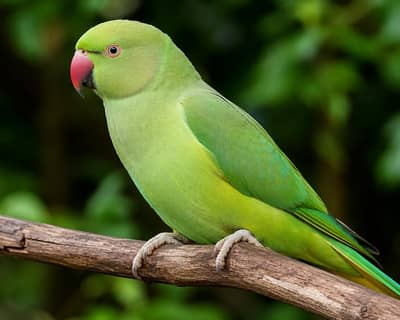 parrot for sell