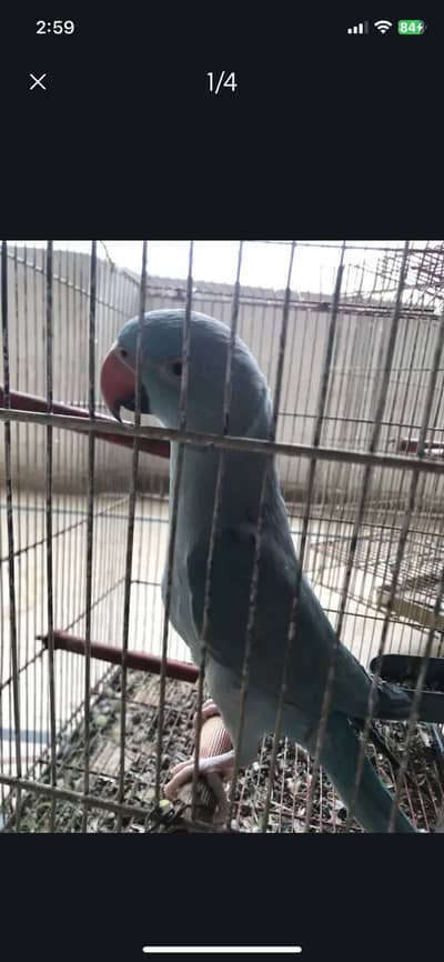 Blue RingNeck For Sale Urgent