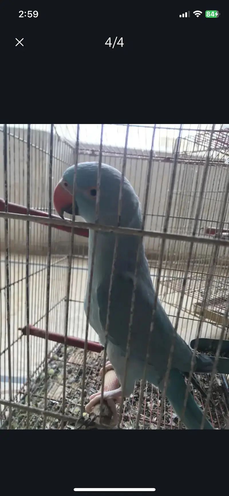 Blue RingNeck For Sale Urgent — photo 3
