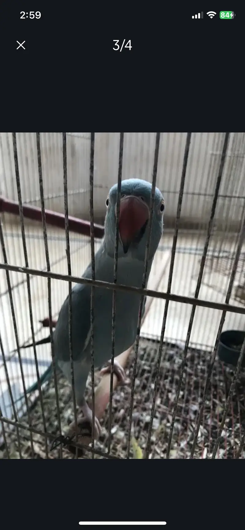 Blue RingNeck For Sale Urgent — photo 4