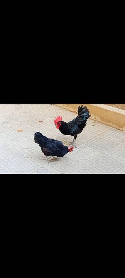 Black Aurtralorp Pair For Sale