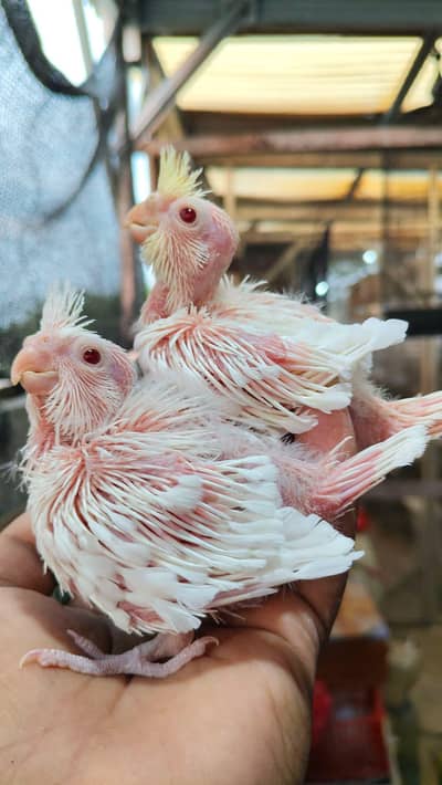 Cocktails Parrots Chiks Available For Hand Team