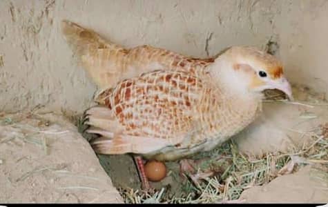 Irani female