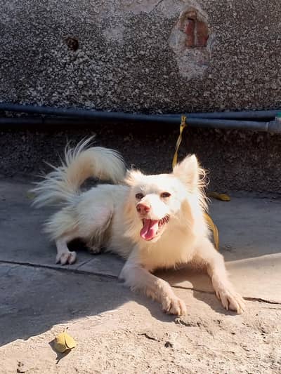 Beautiful Russian Dog for Sale – Healthy & Active