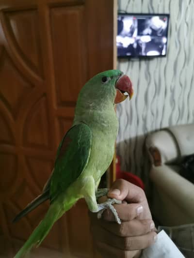Hand tame talking