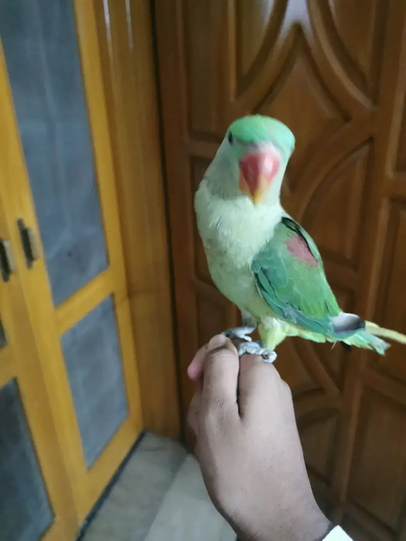 Hand tame talking — photo 2