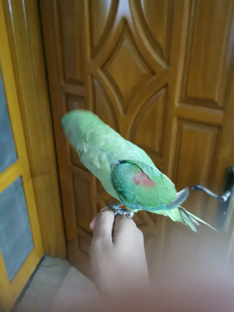 Hand tame talking — photo 3