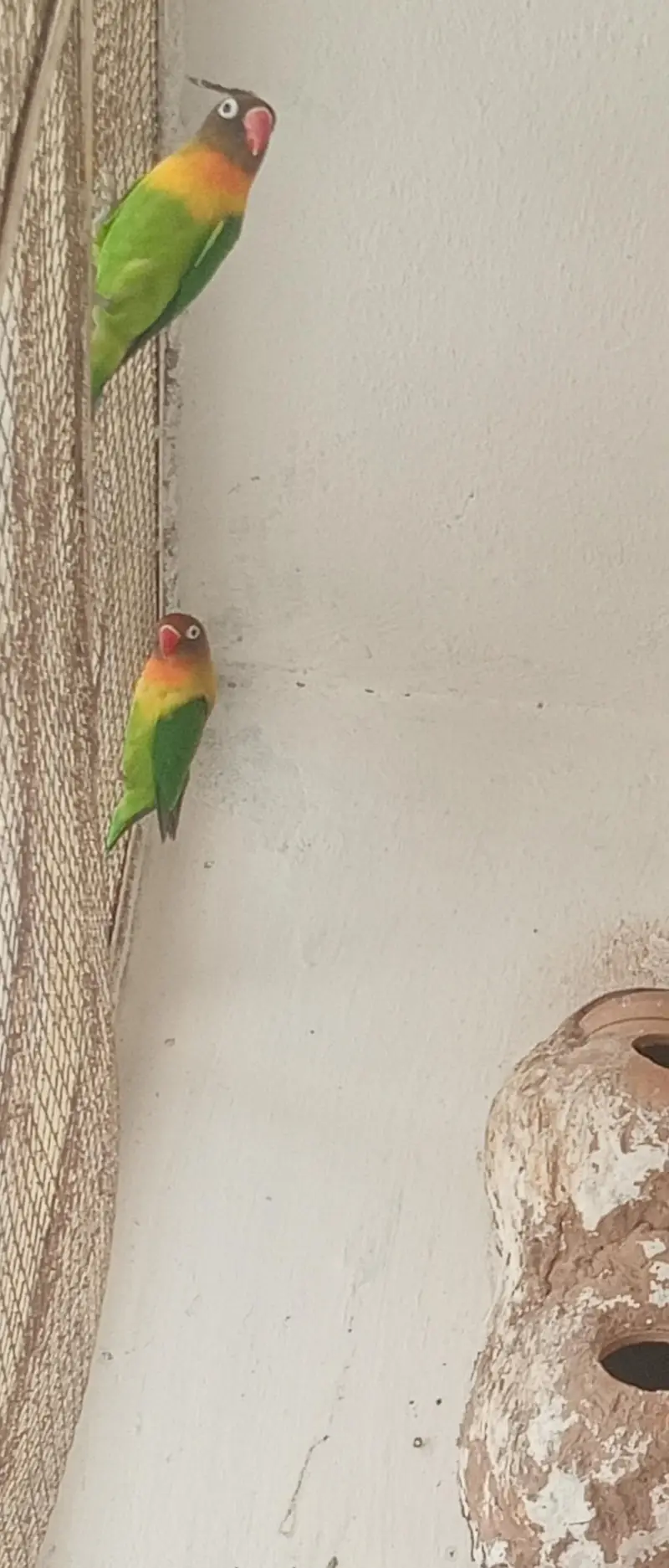 Fishar love Birds black mask — photo 2