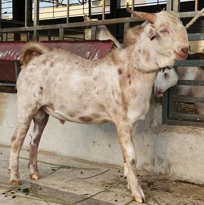 Bakra