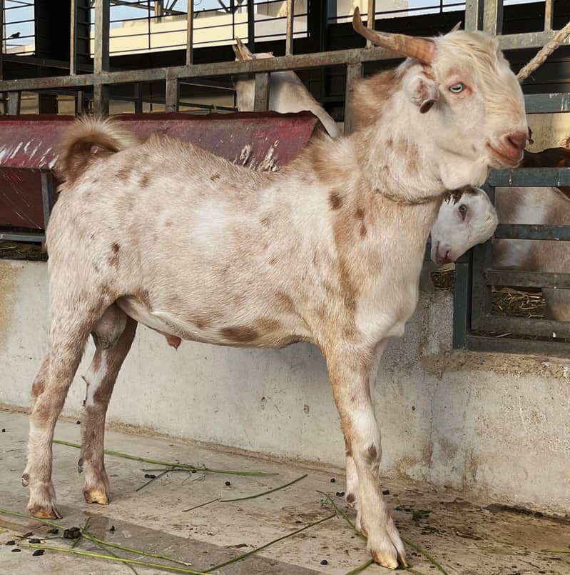 Bakra 0