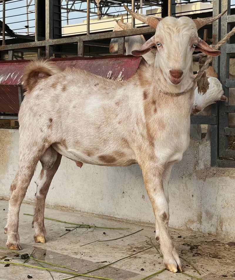 Bakra 1