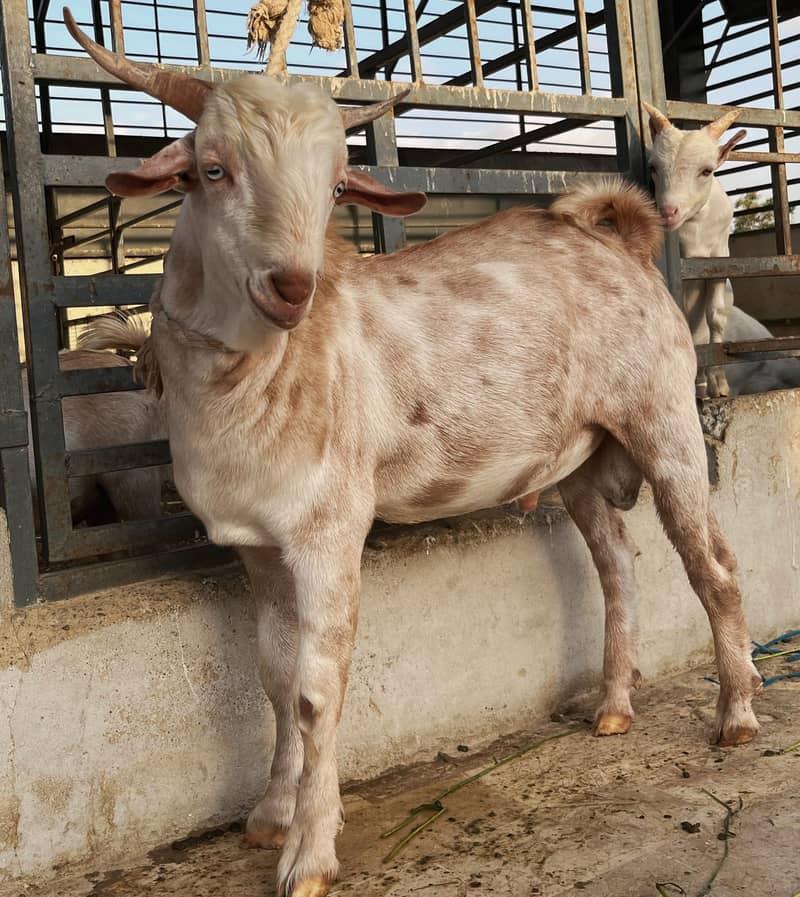 Bakra 2