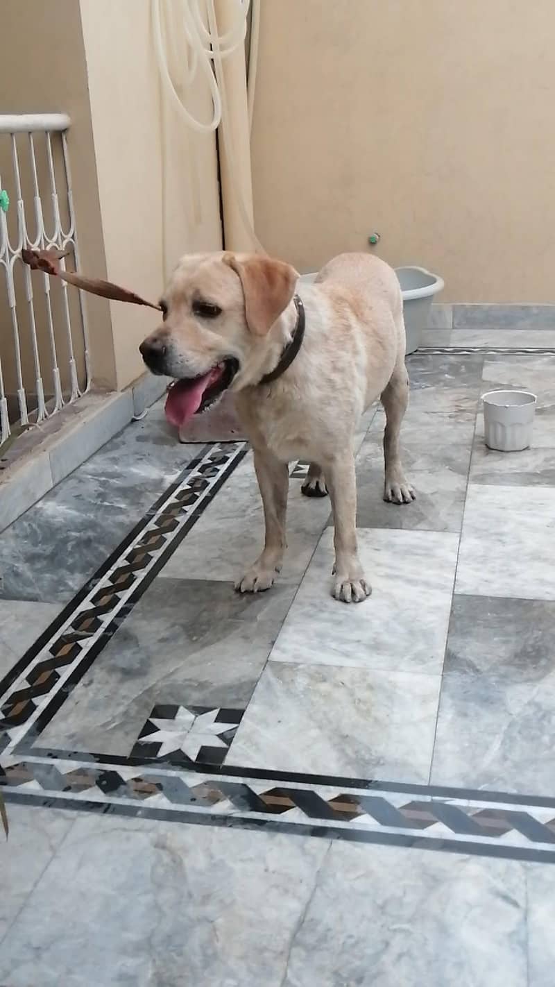 Labrador 0