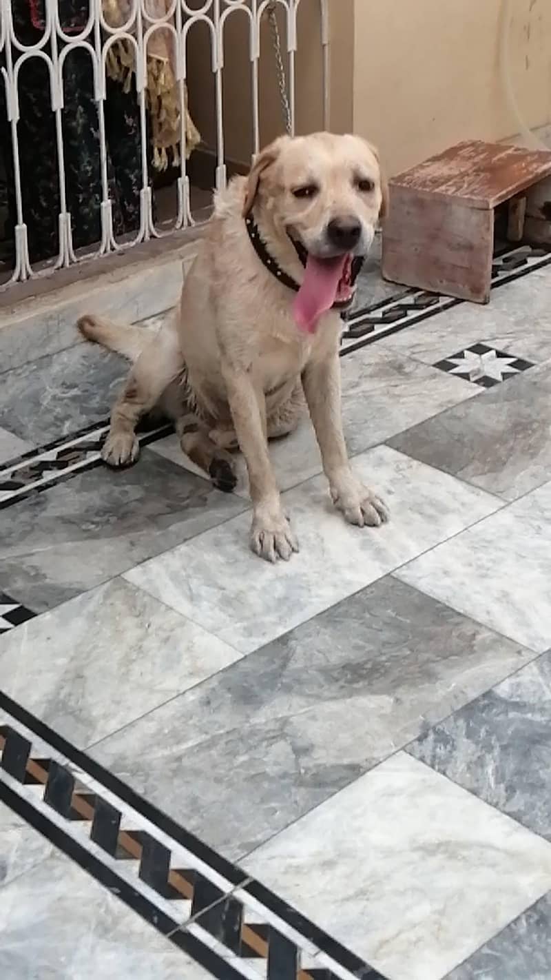 Labrador 1