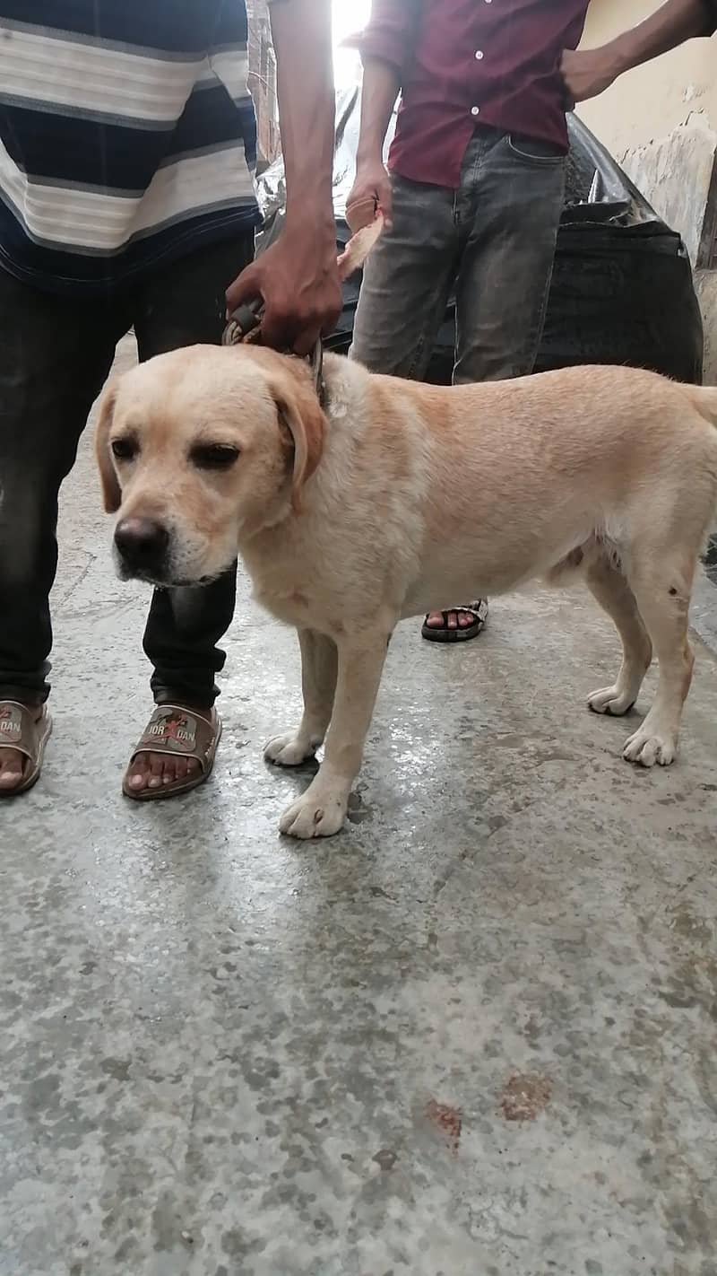 Labrador 2