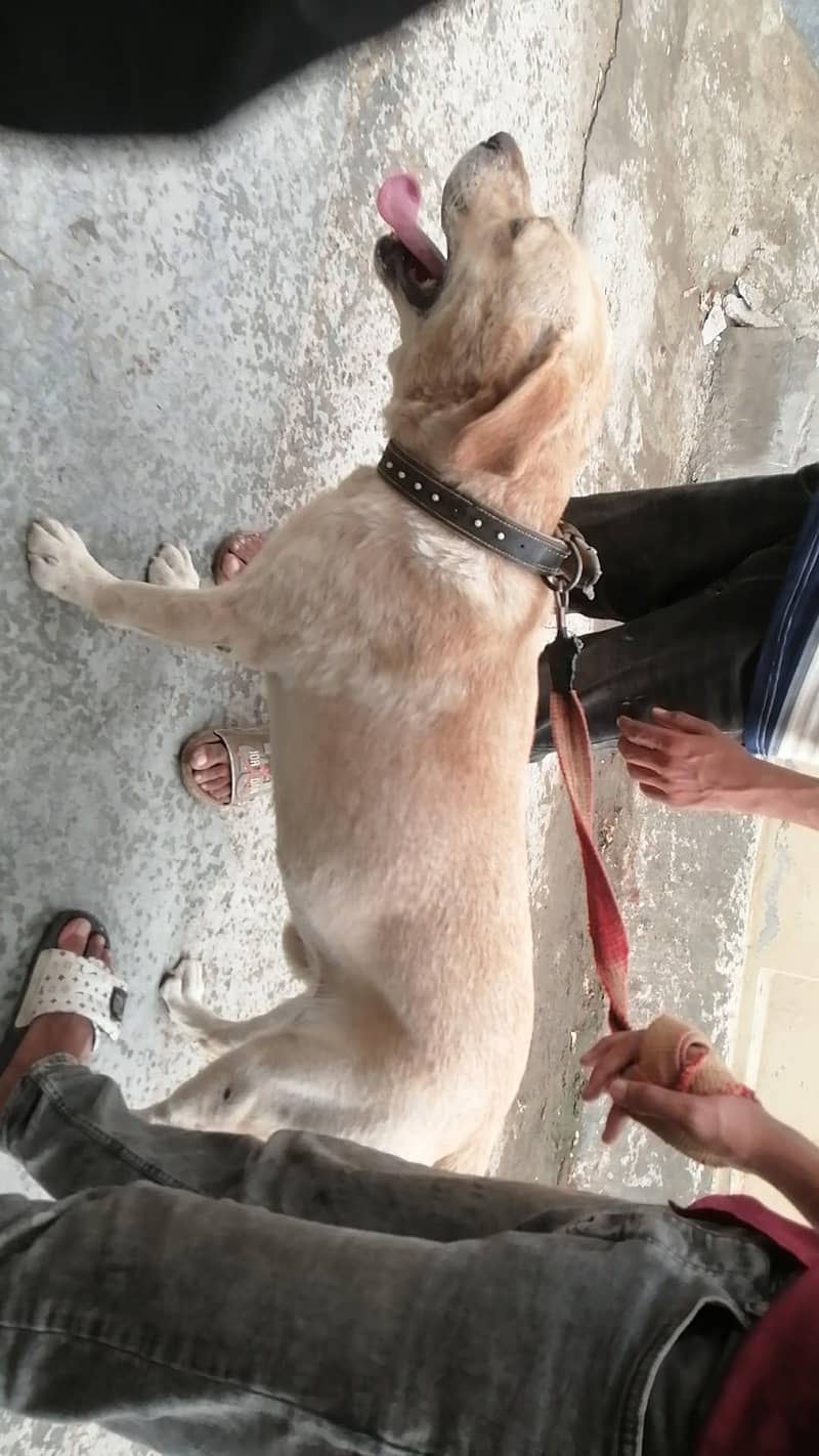 Labrador 3