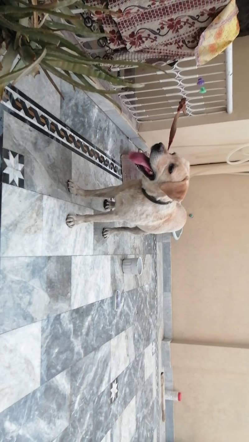 Labrador 4