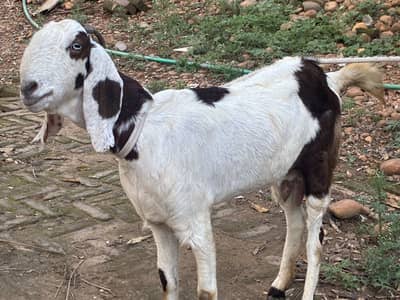 Betal bakri dhudh vali