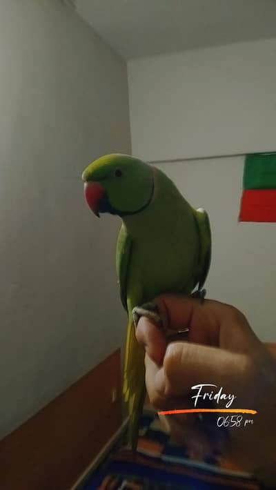 Ring nek