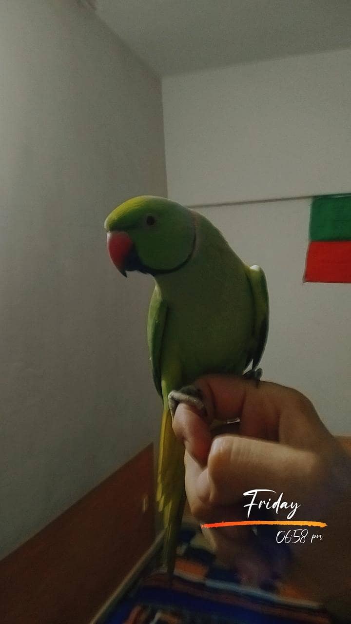 Ring nek 0
