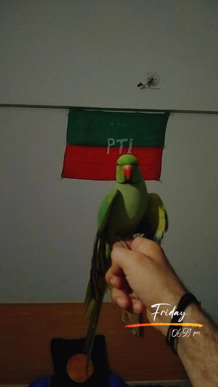 Ring nek 1