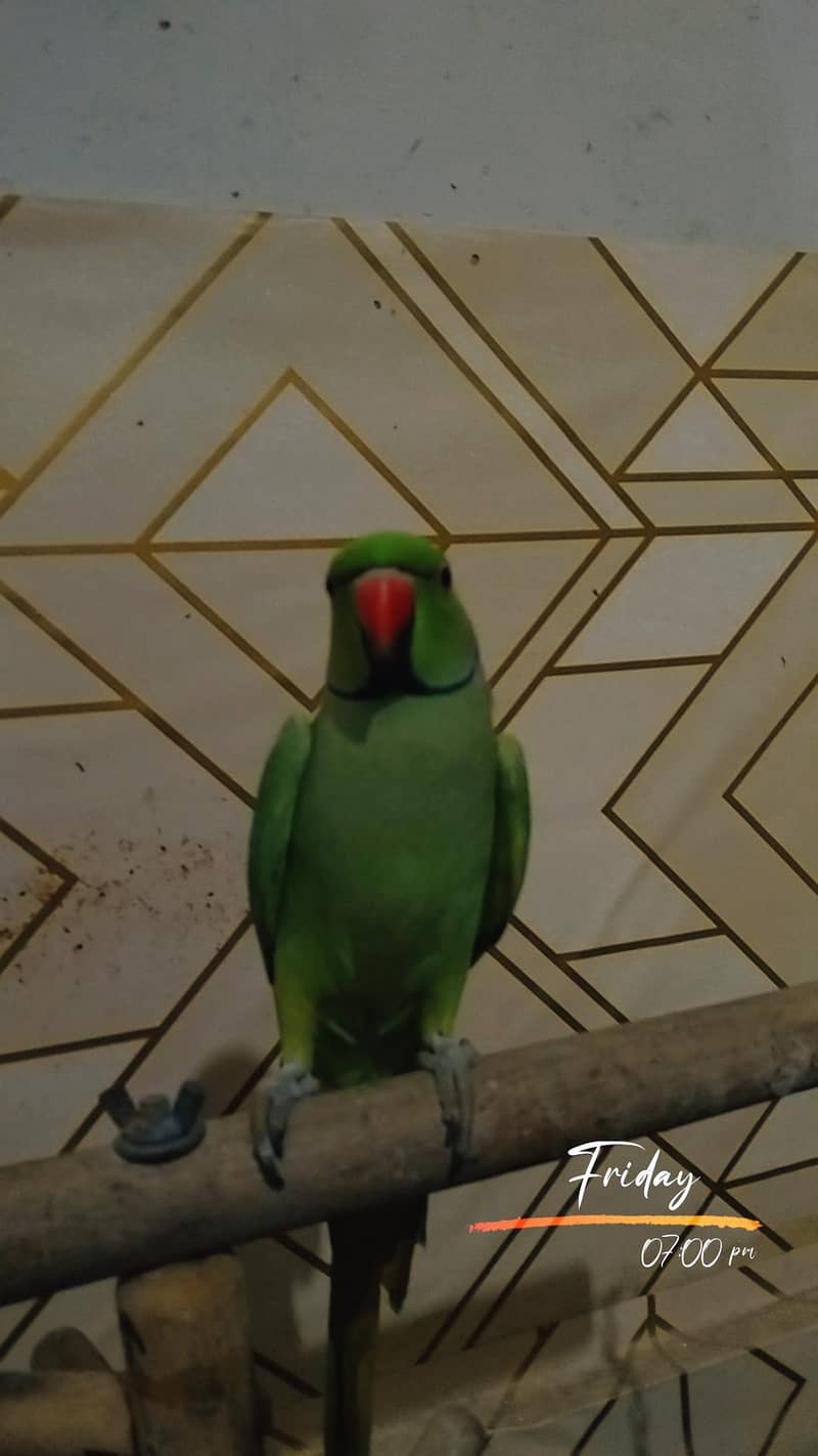 Ring nek 2