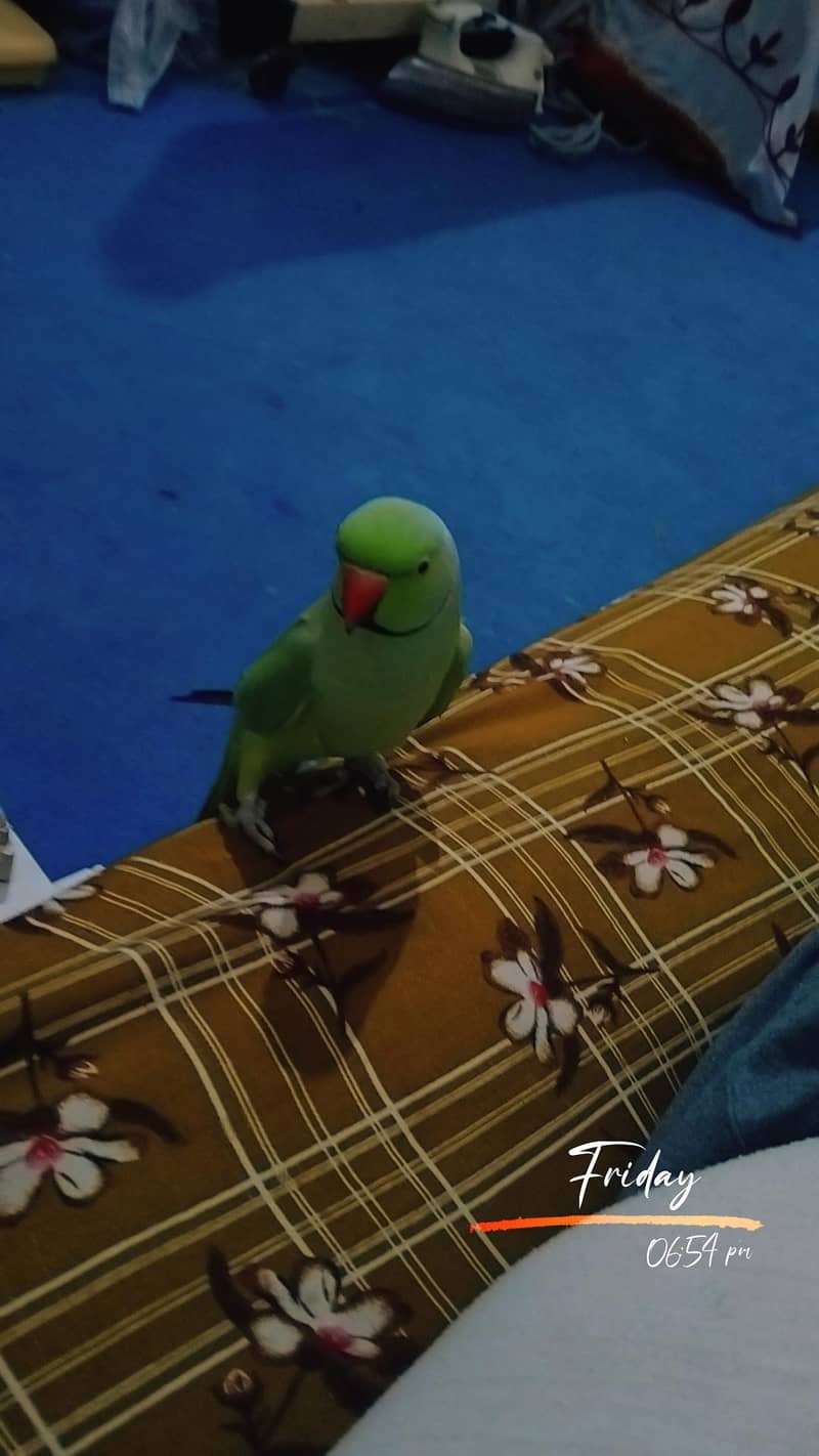 Ring nek 3