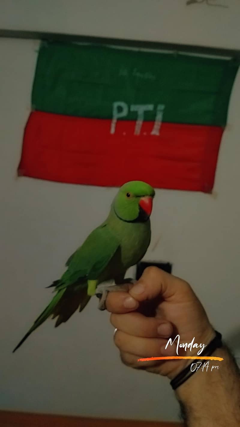 Ring nek 6