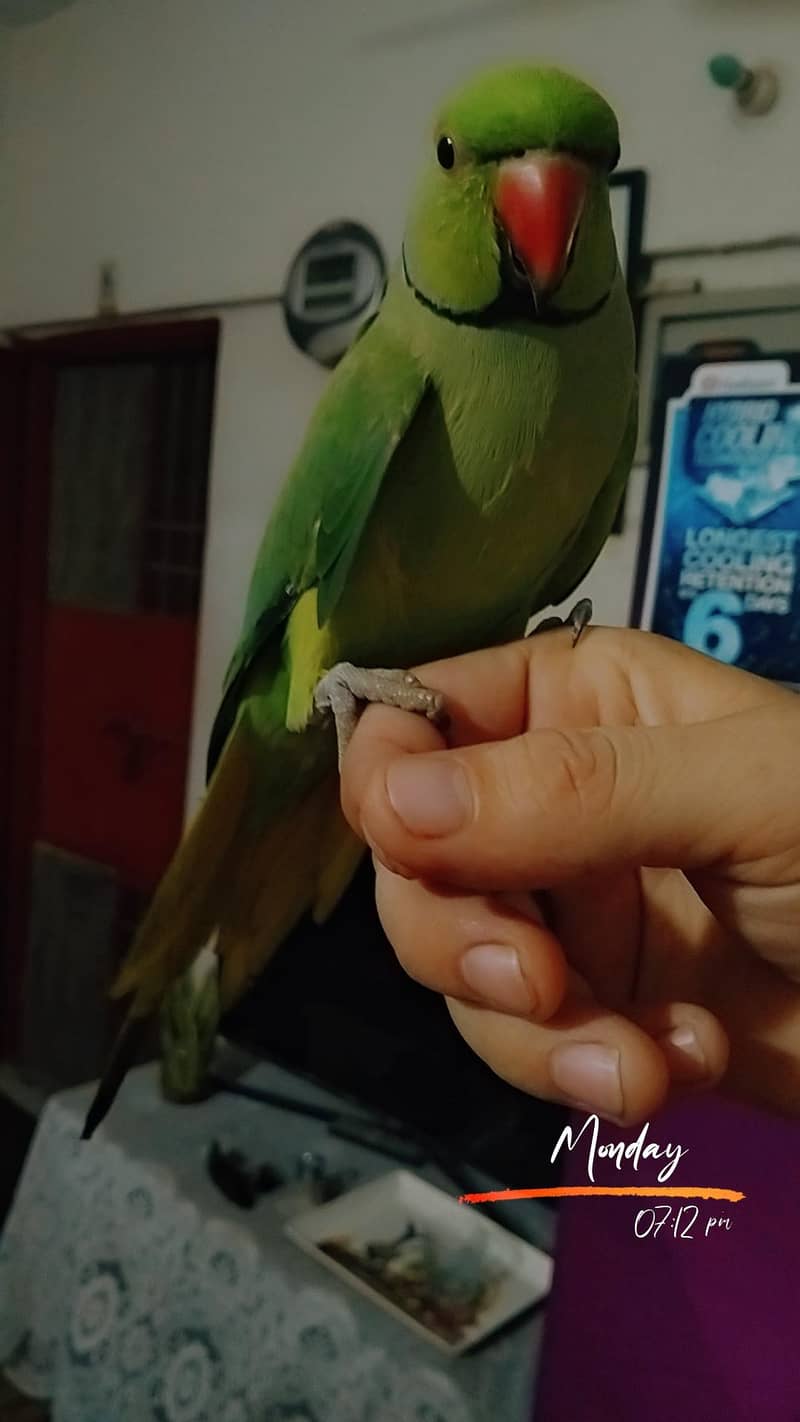 Ring nek 7