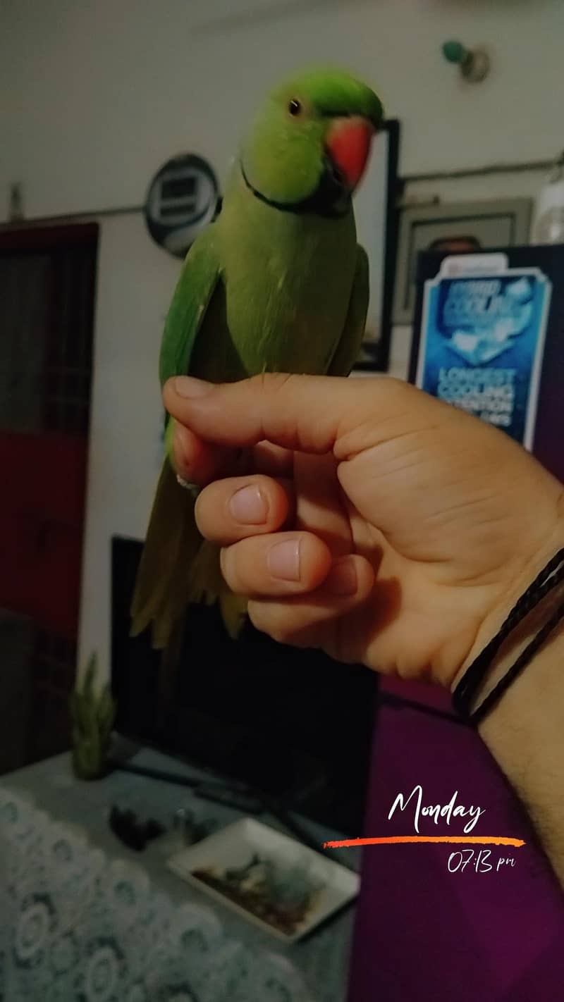 Ring nek 8