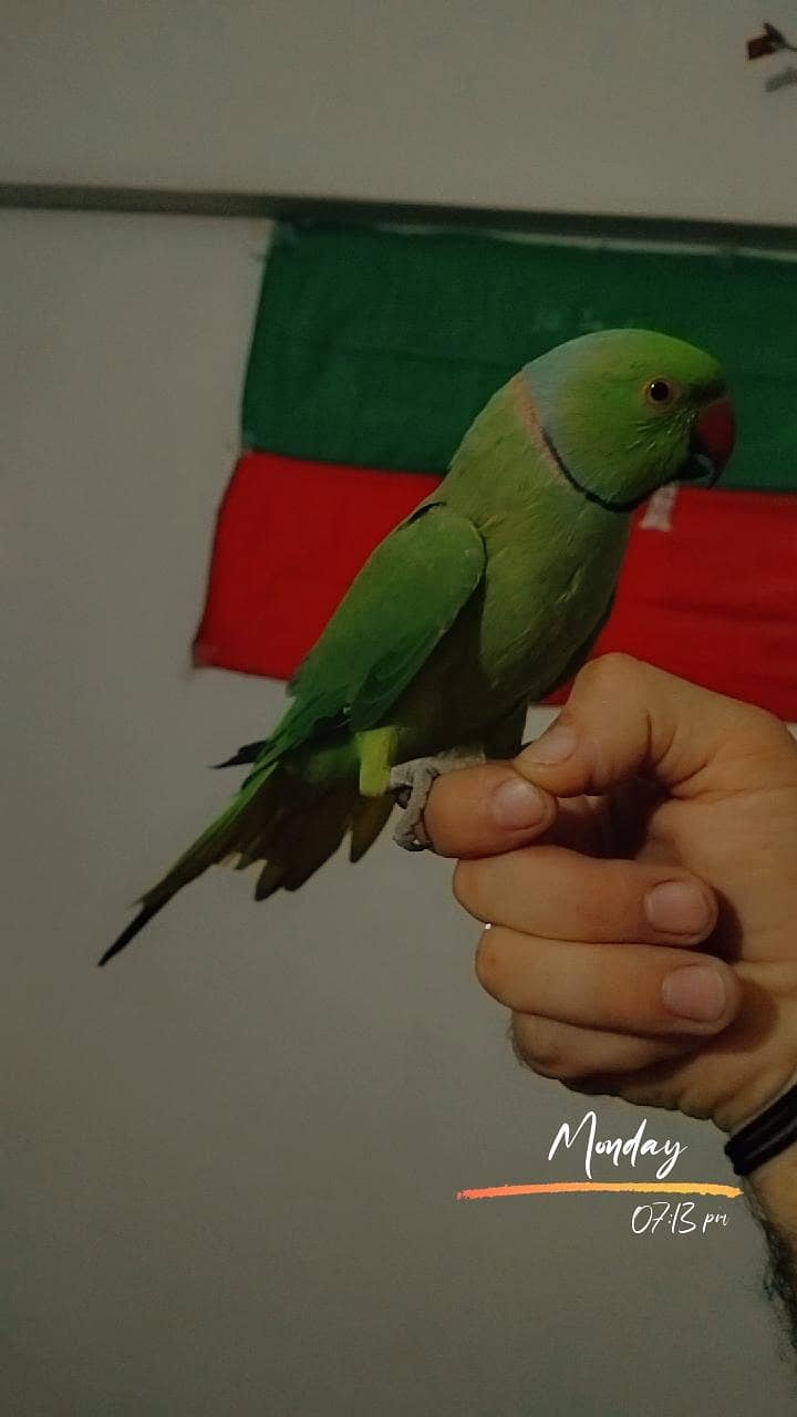 Ring nek 9