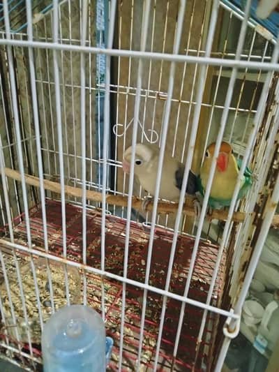 love birds pair with cage