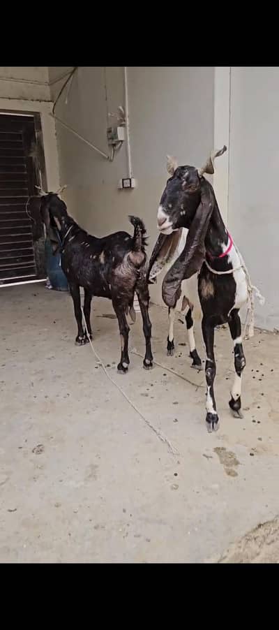 jori kamori bakri jumbo size