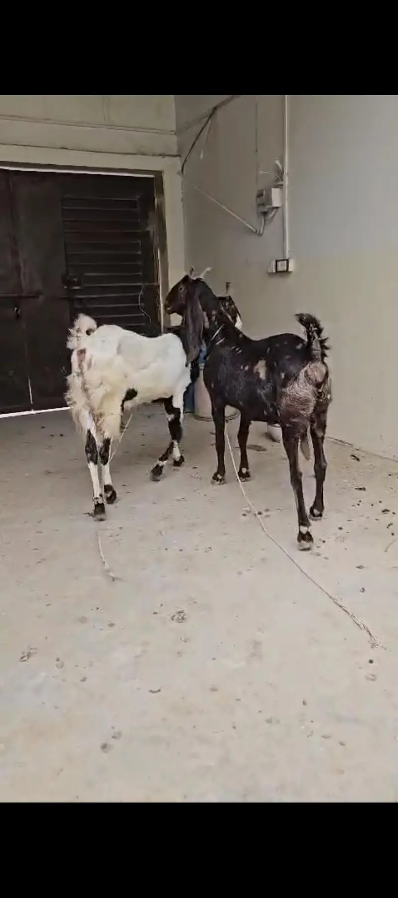 jori kamori bakri jumbo size — photo 2