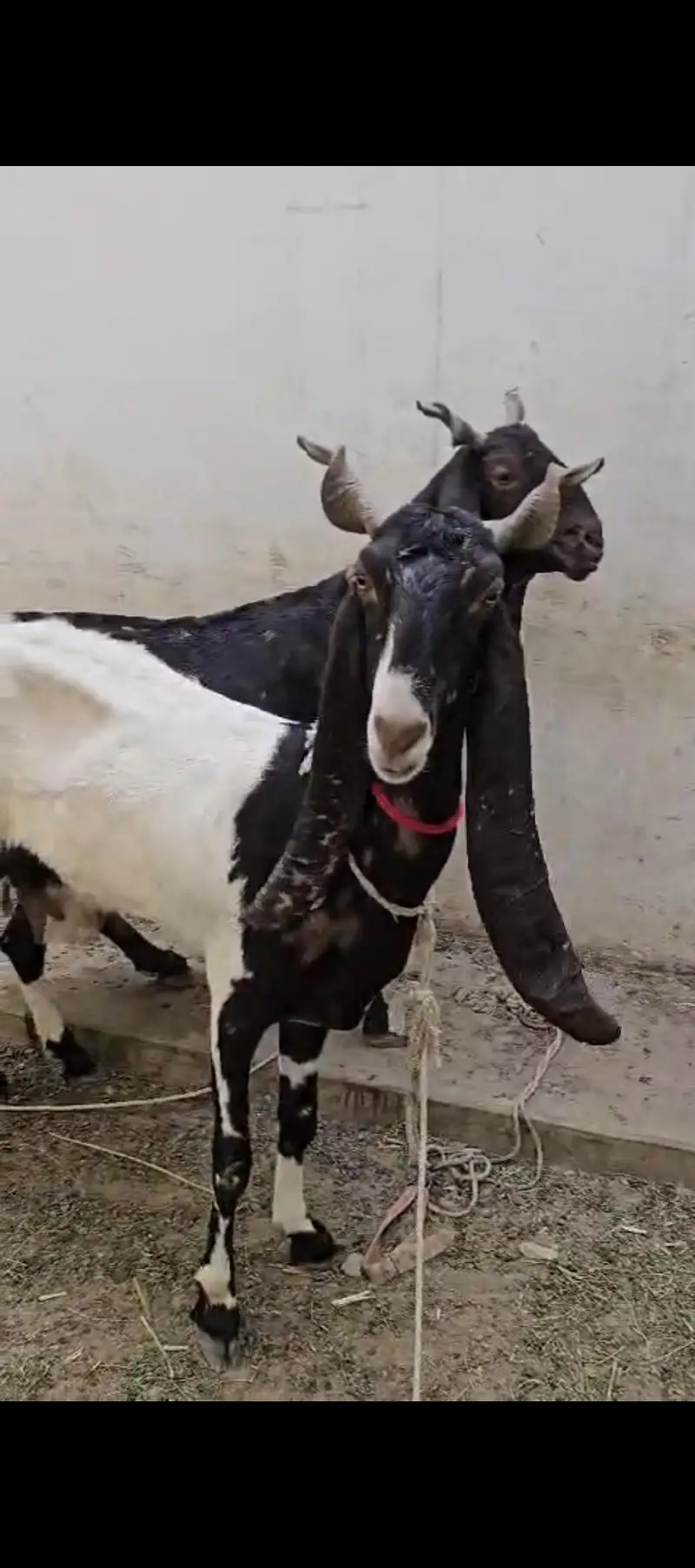 jori kamori bakri jumbo size — photo 3