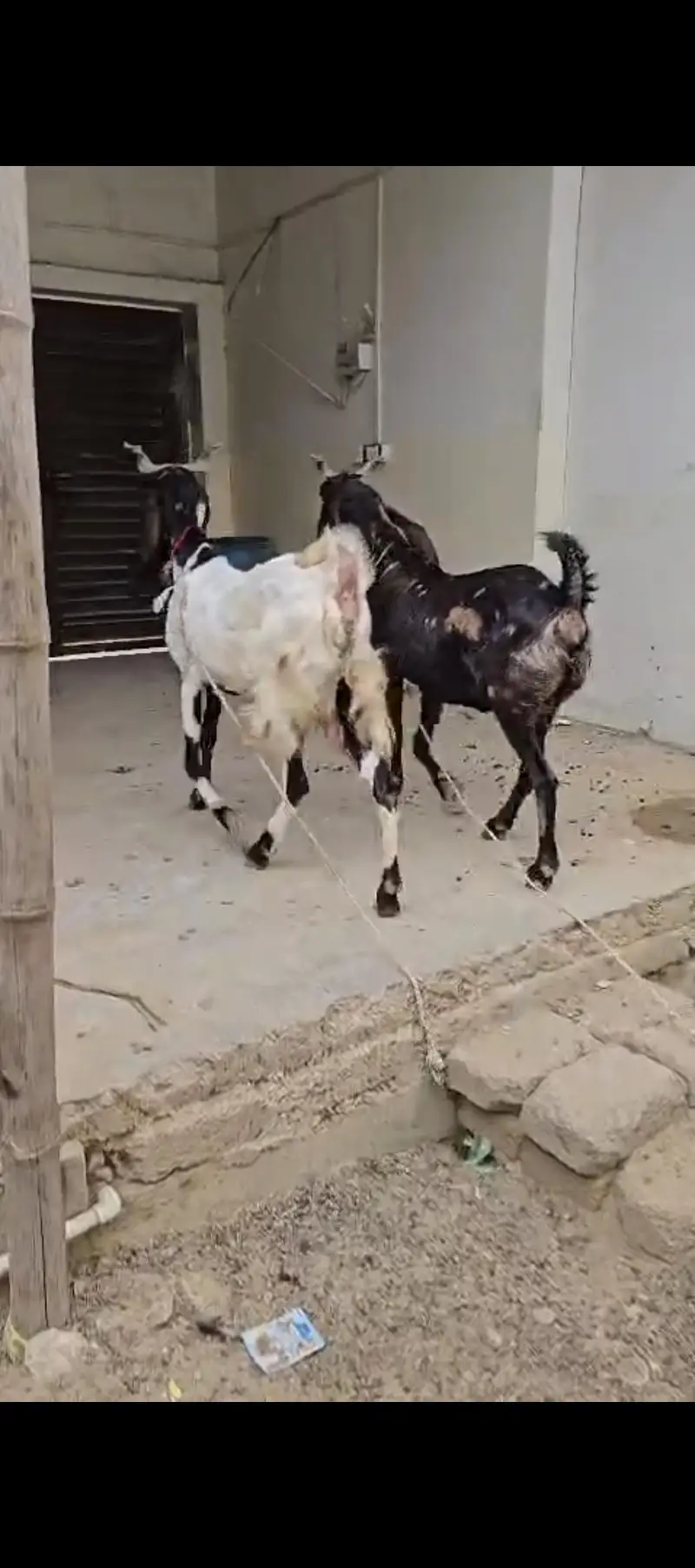 jori kamori bakri jumbo size — photo 4