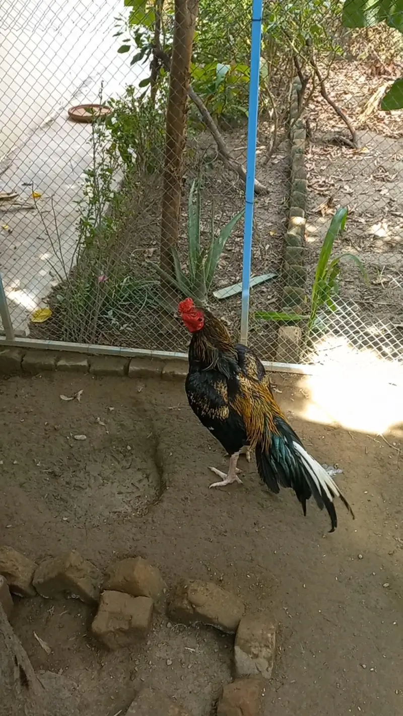 Aseel Jawa Murgha — photo 2