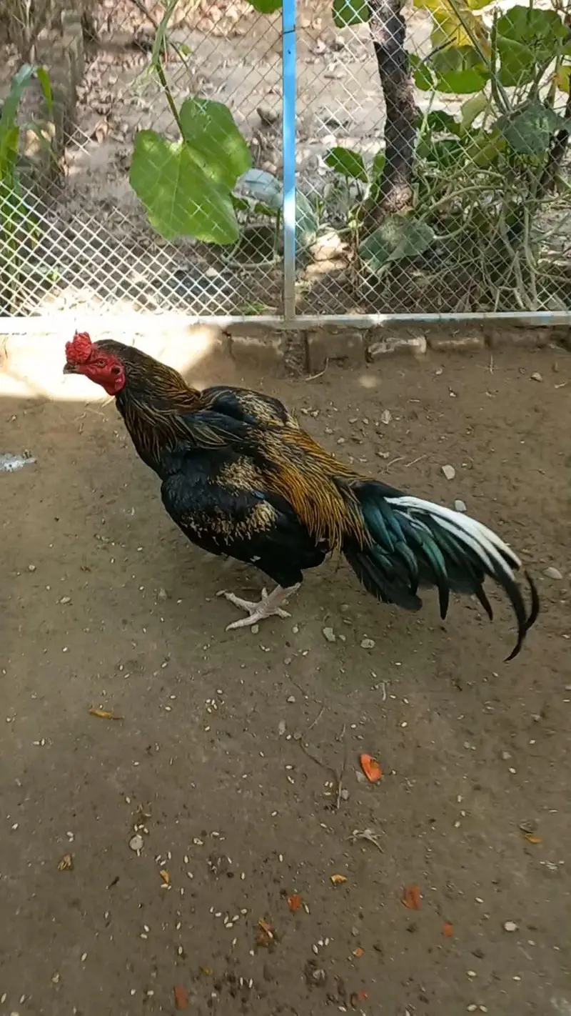 Aseel Jawa Murgha — photo 3