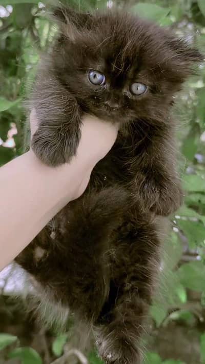 2 black kitten for sale