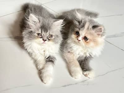 Pure Persian Semi Punch Male Female Pair - Bicolor - Litter Trained