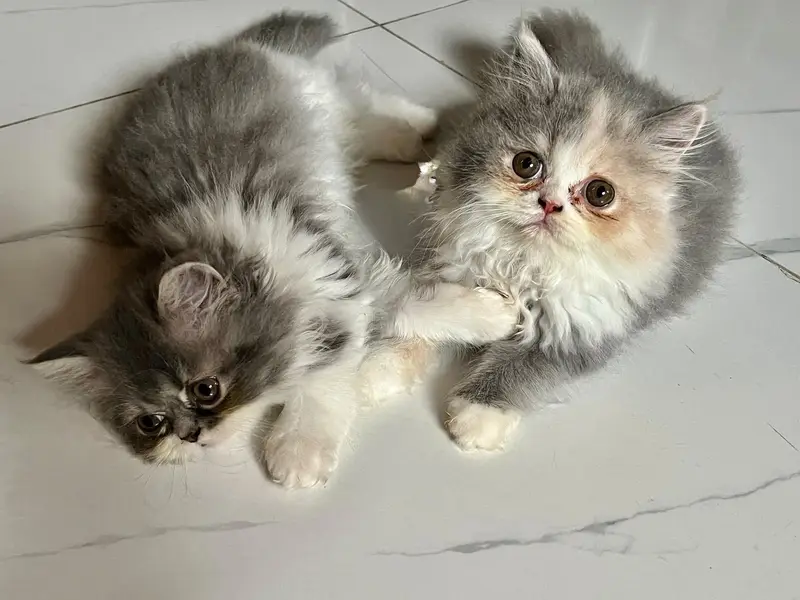 Pure Persian Semi Punch Male Female Pair - Bicolor - Litter Trained — photo 2